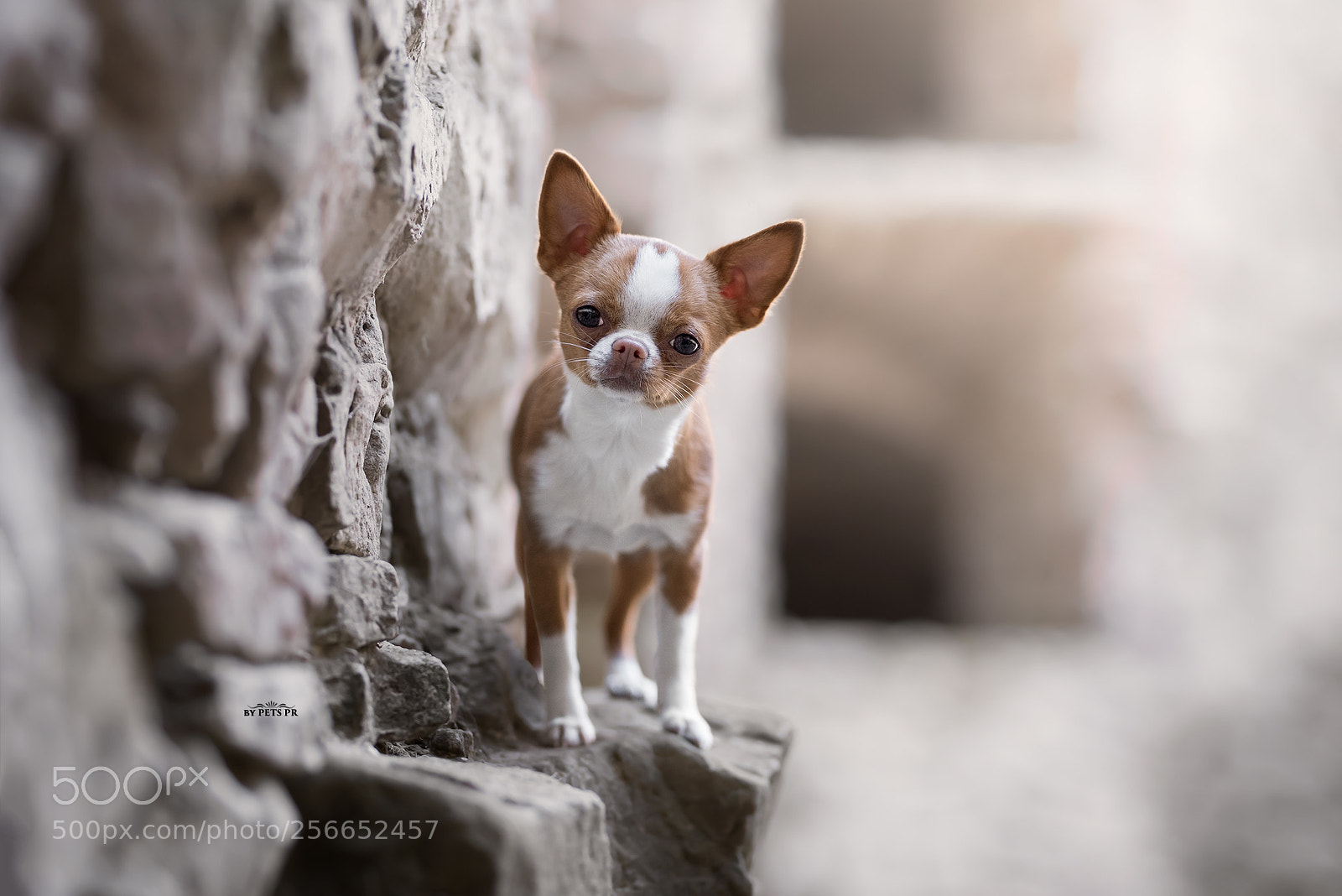 Nikon D750 sample photo. Bunia the fearless chihuahua photography
