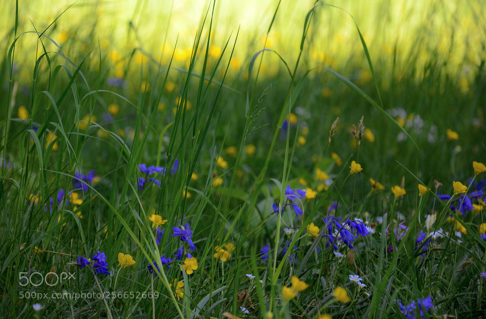 Nikon D7000 sample photo. Meadow photography