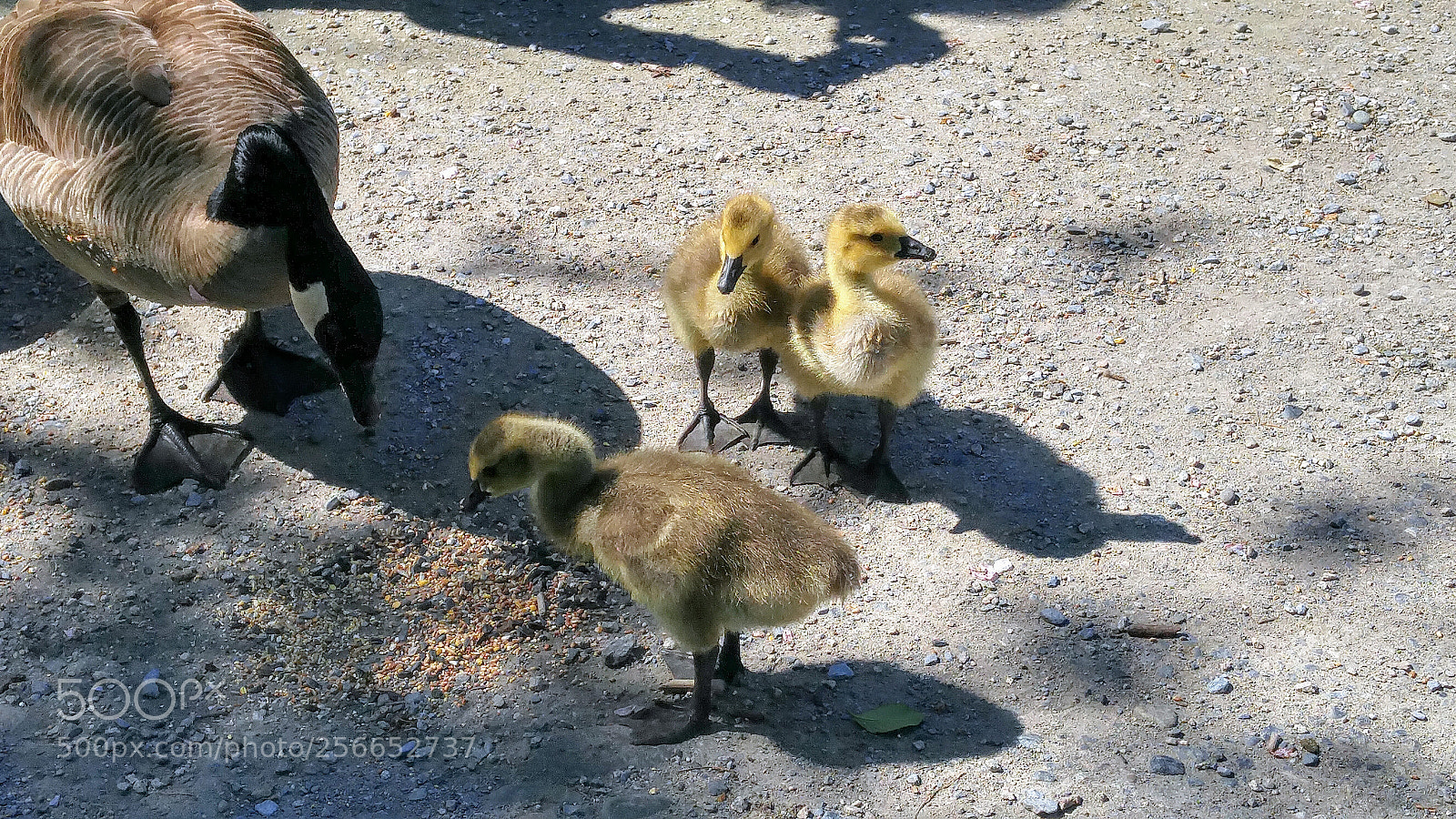 LG G4 sample photo. Goslings photography