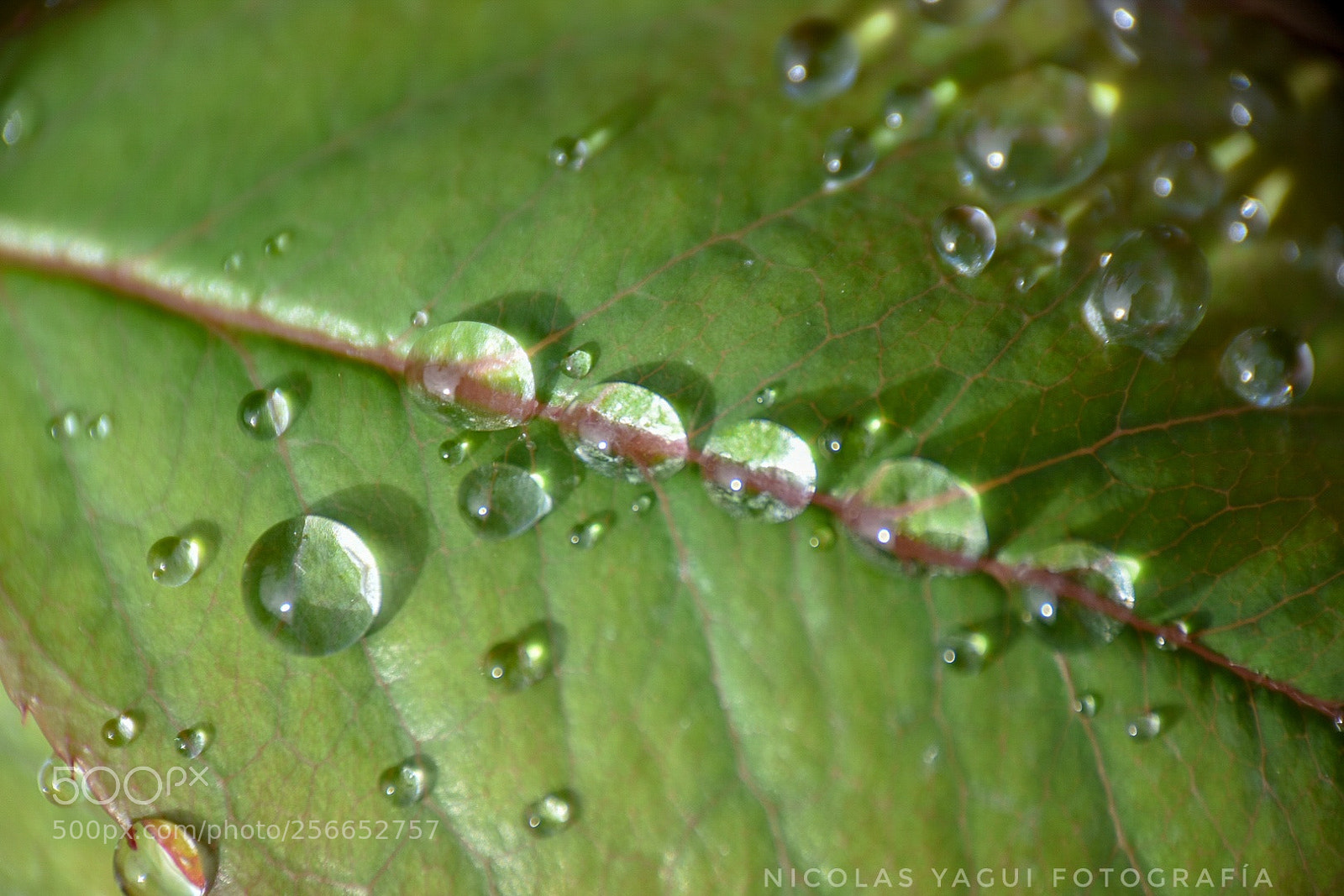 Nikon D7200 sample photo. Untitled photography
