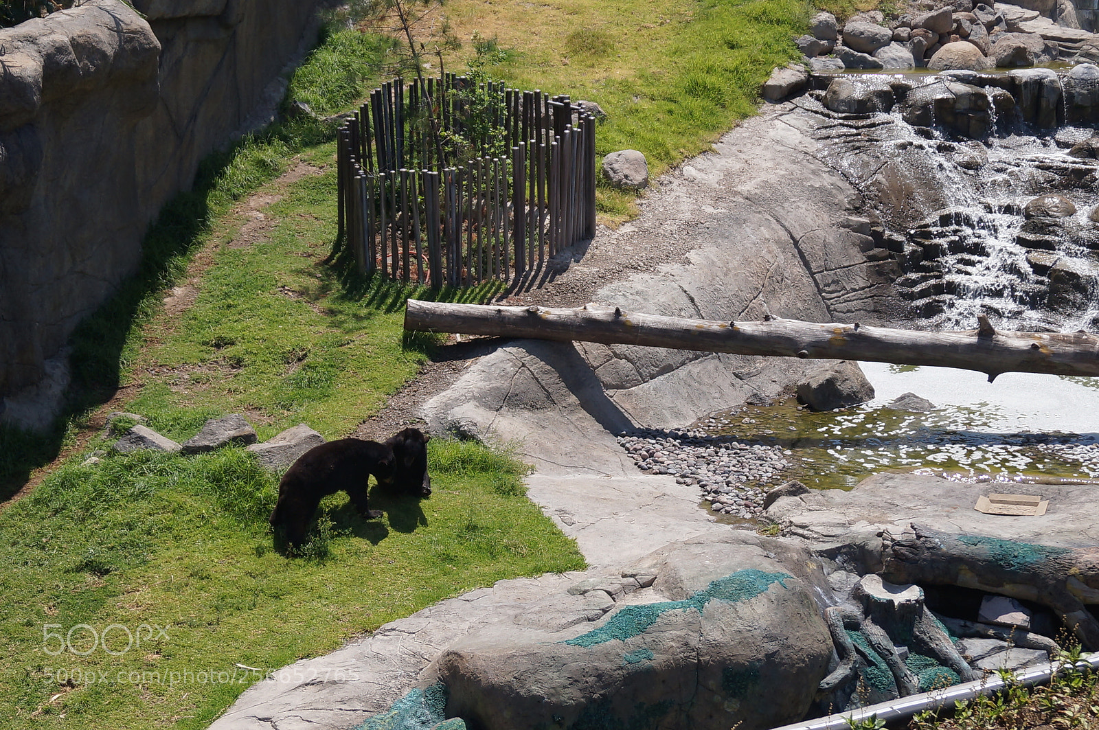 Sony SLT-A37 sample photo. Bear's land photography