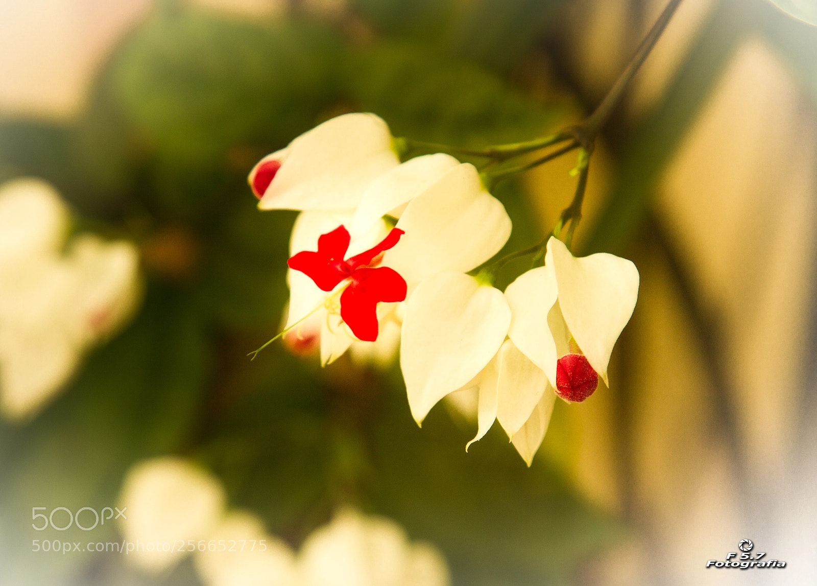 Canon EOS 7D sample photo. Preciosa photography