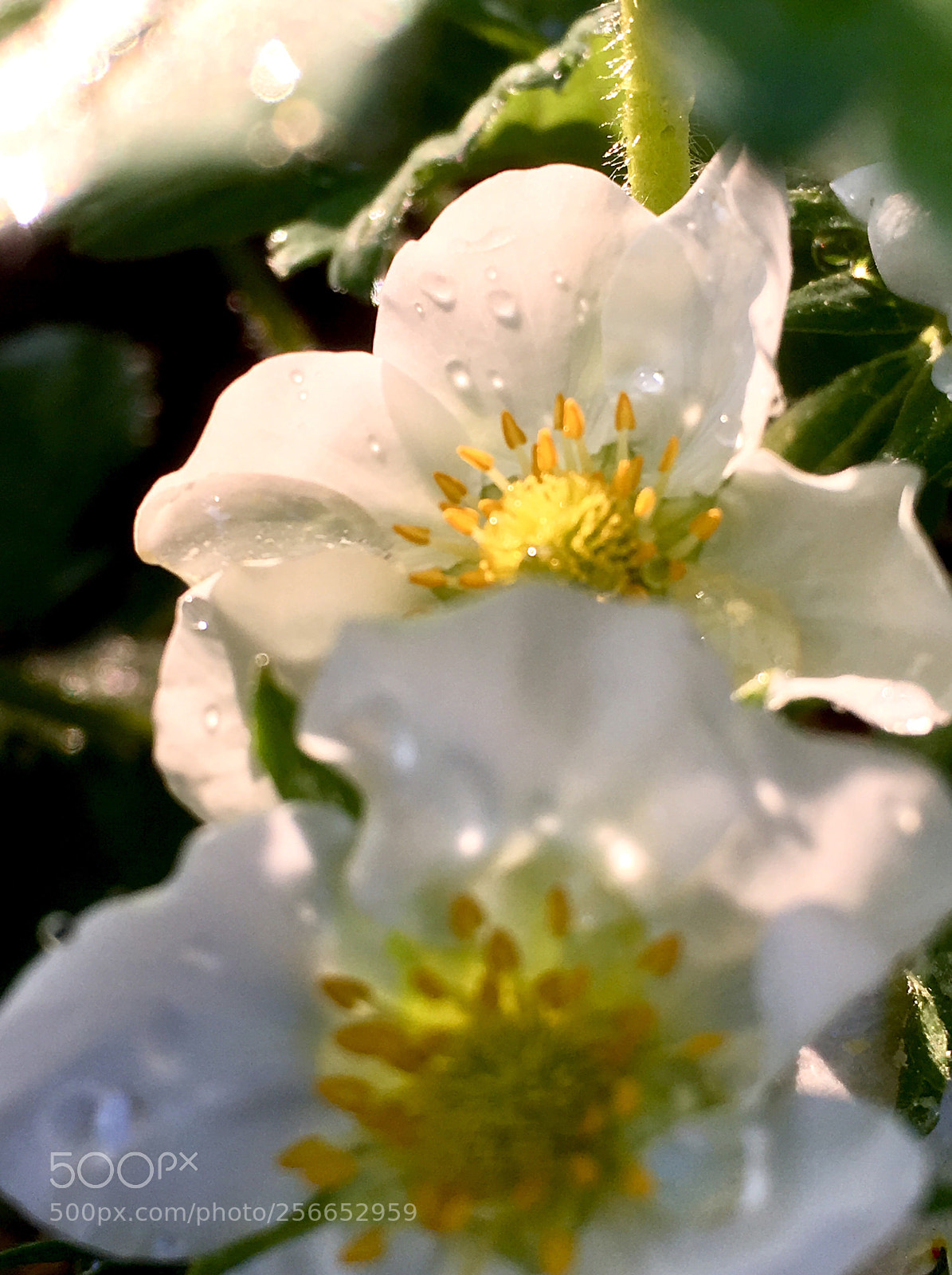 Apple iPhone SE sample photo. Erdbeeren  photography
