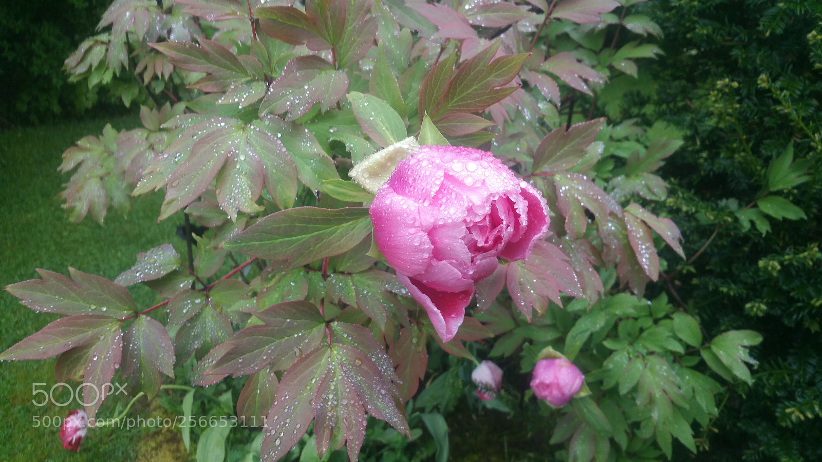 Samsung Galaxy Note4 sample photo. Pivoine en robe de photography