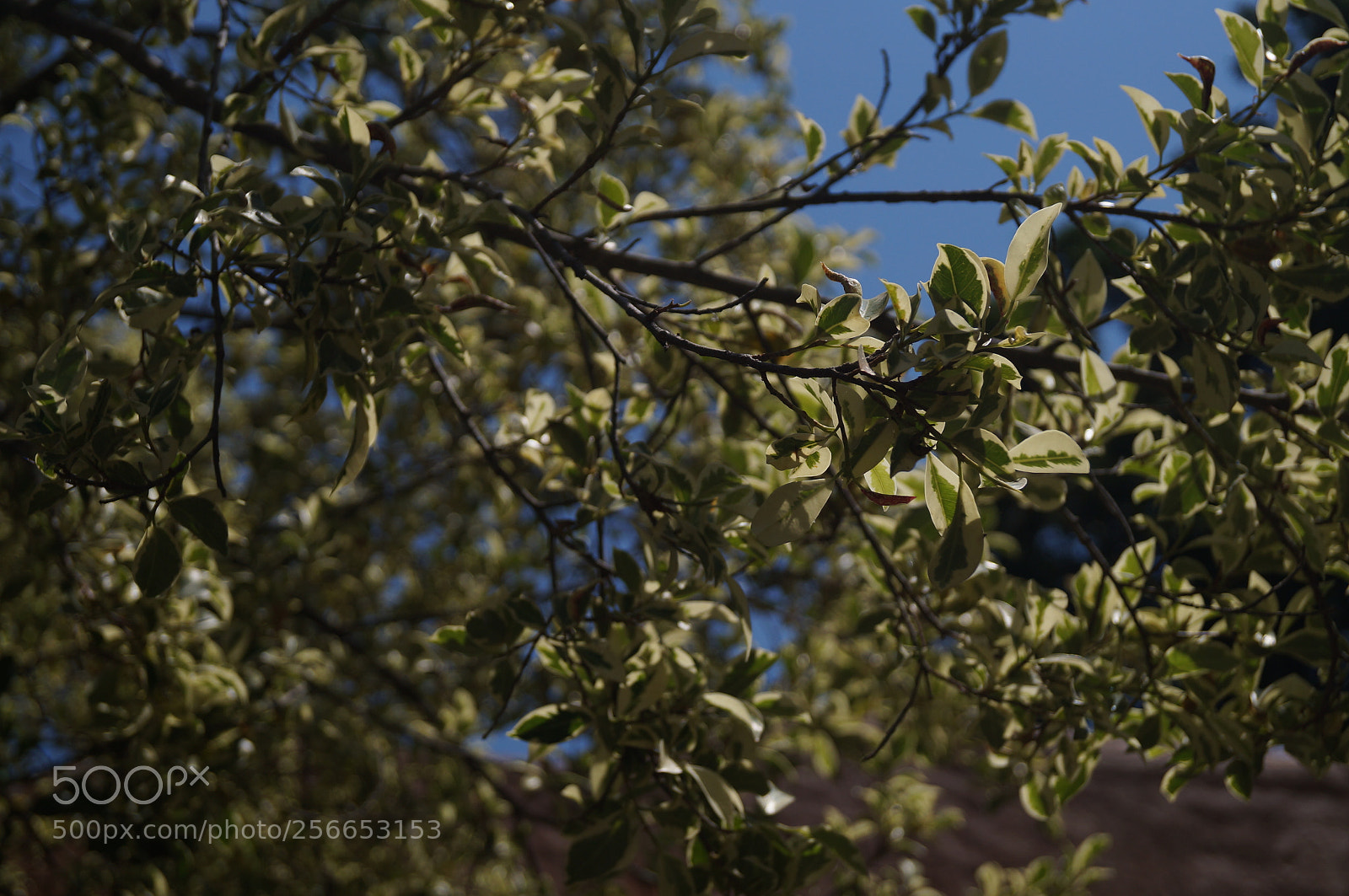 Sony SLT-A37 sample photo. J'adorre la nature photography