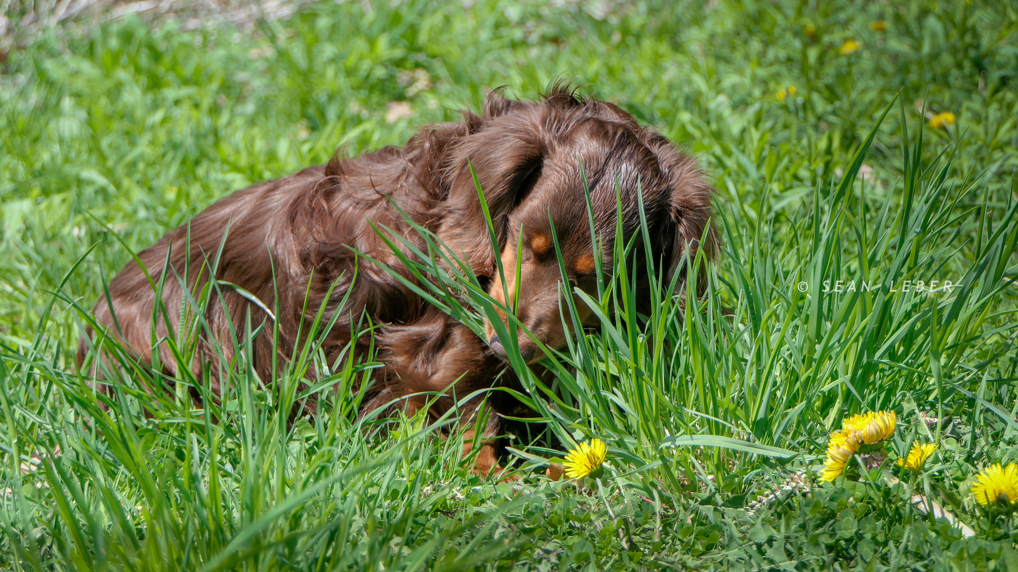 Panasonic Lumix DMC-FZ2500 (Lumix DMC-FZ2000) sample photo. Grass snacking photography