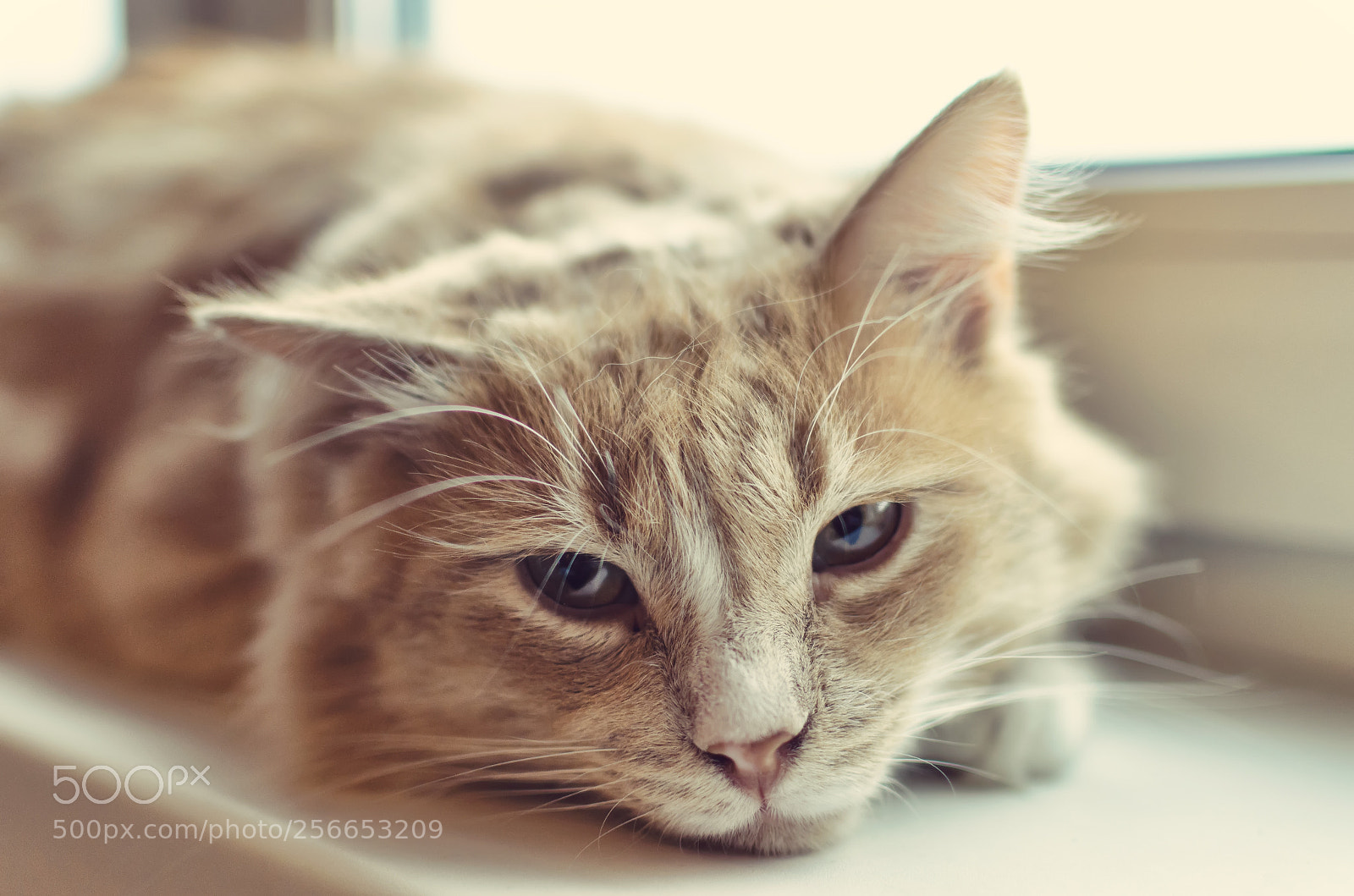 Nikon D5100 sample photo. Untitled photography