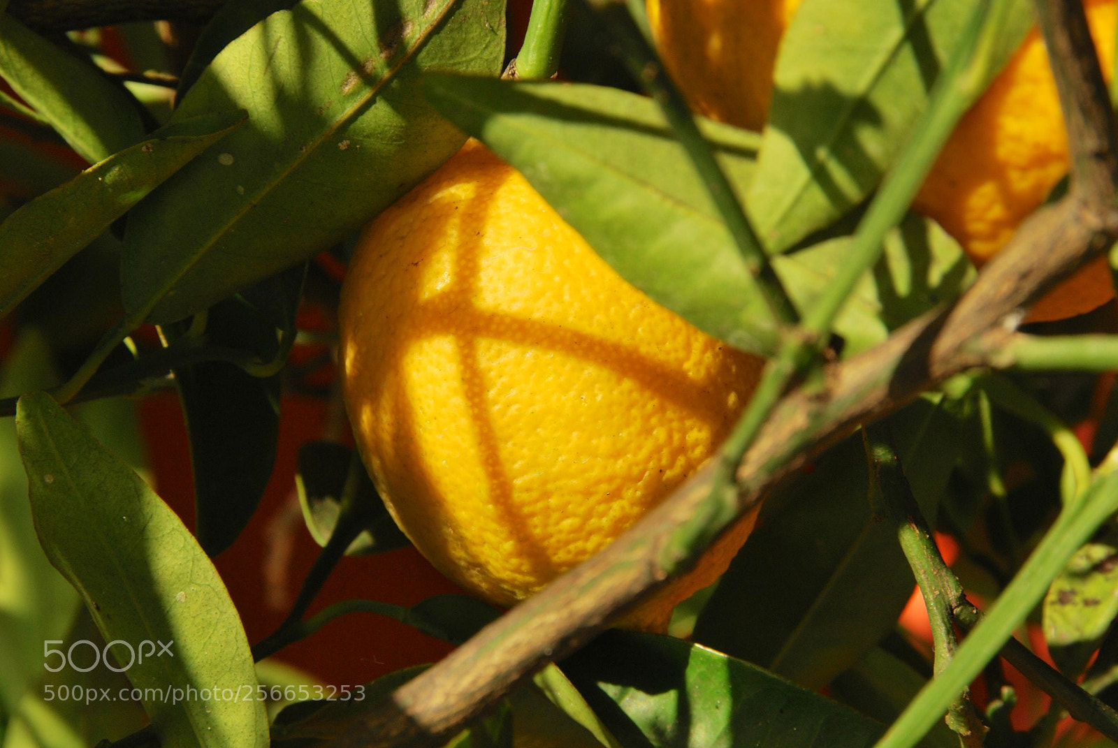 Nikon D60 sample photo. Version photography