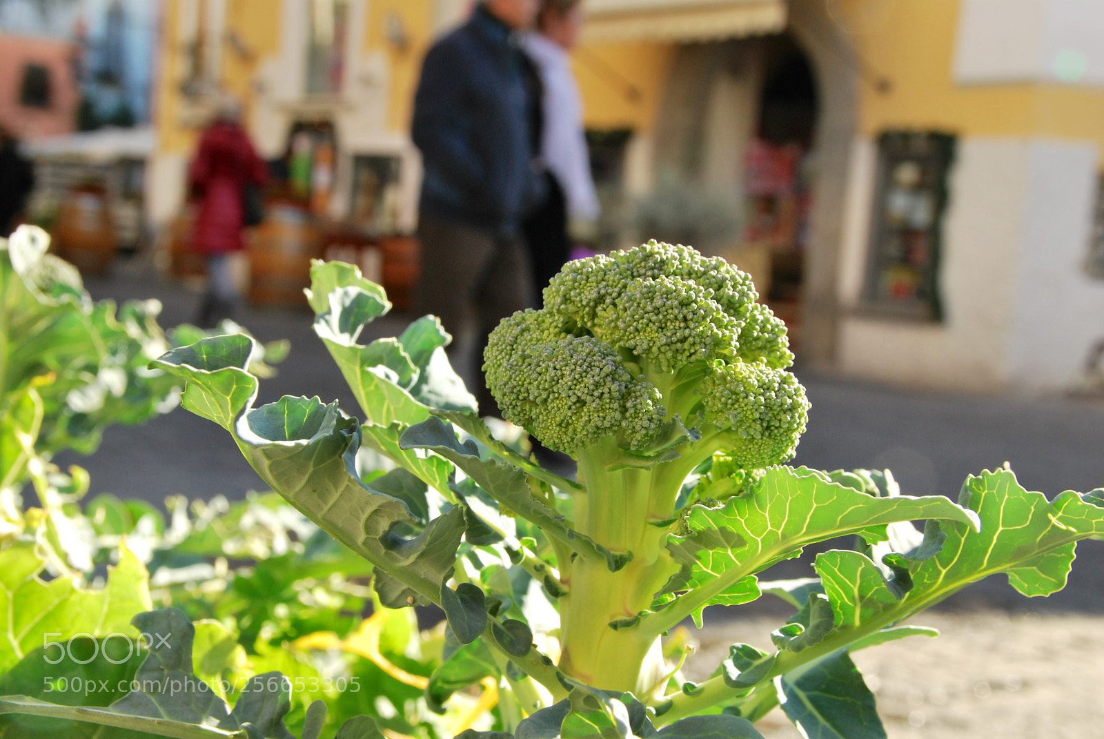 Nikon D60 sample photo. Version photography