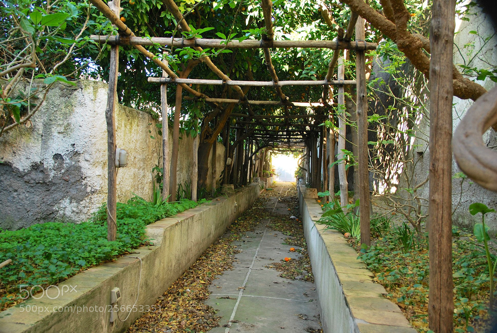 Nikon D60 sample photo. Version photography