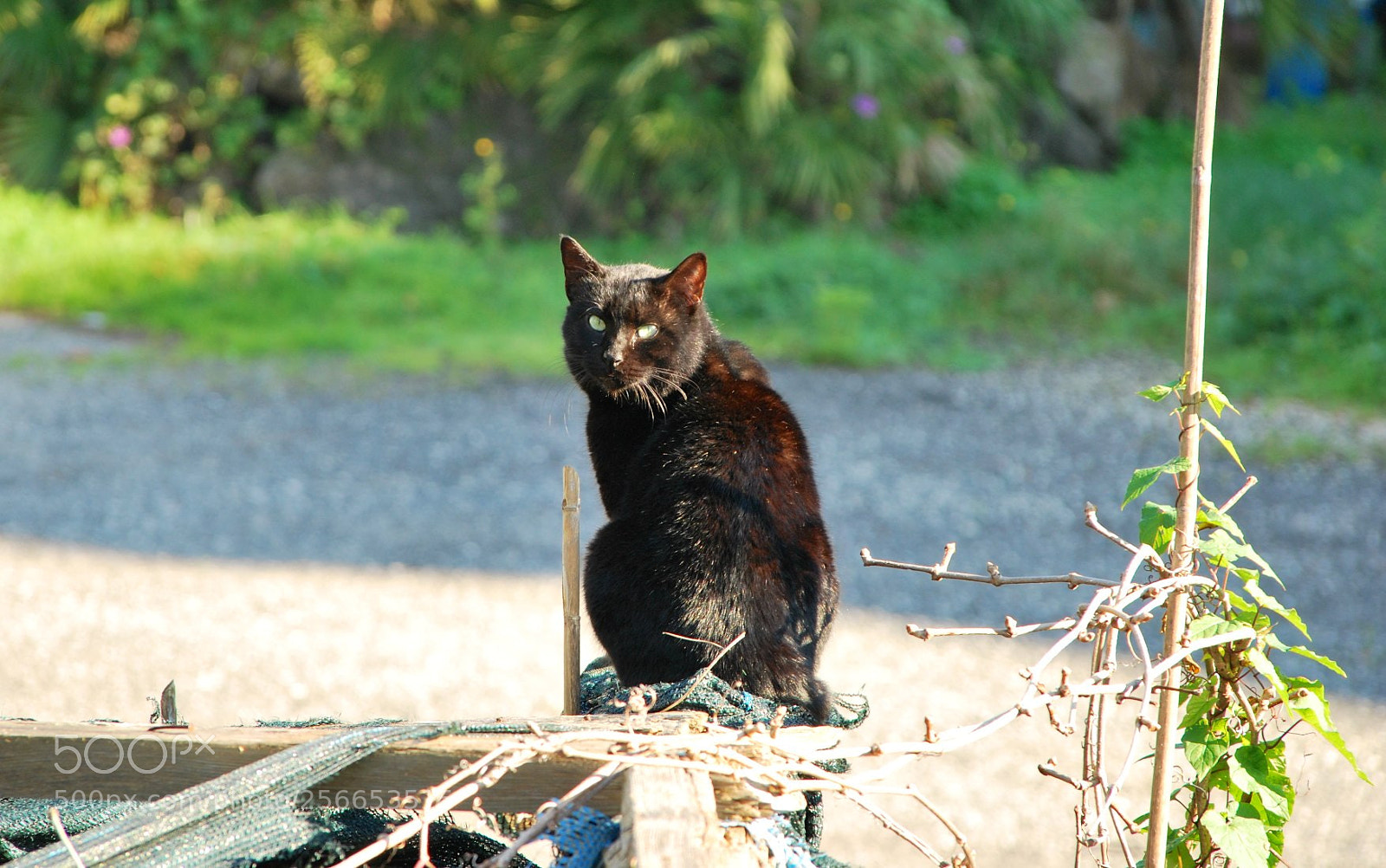 Nikon D60 sample photo. Version photography