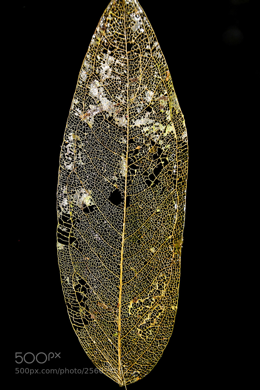 Canon EOS 7D sample photo. Golden leaf photography