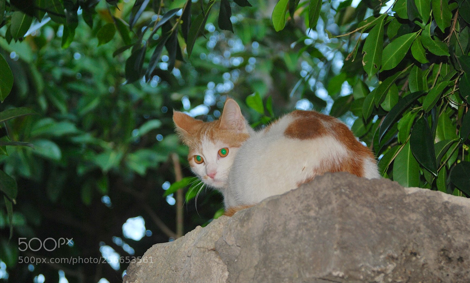Nikon D60 sample photo. Version photography
