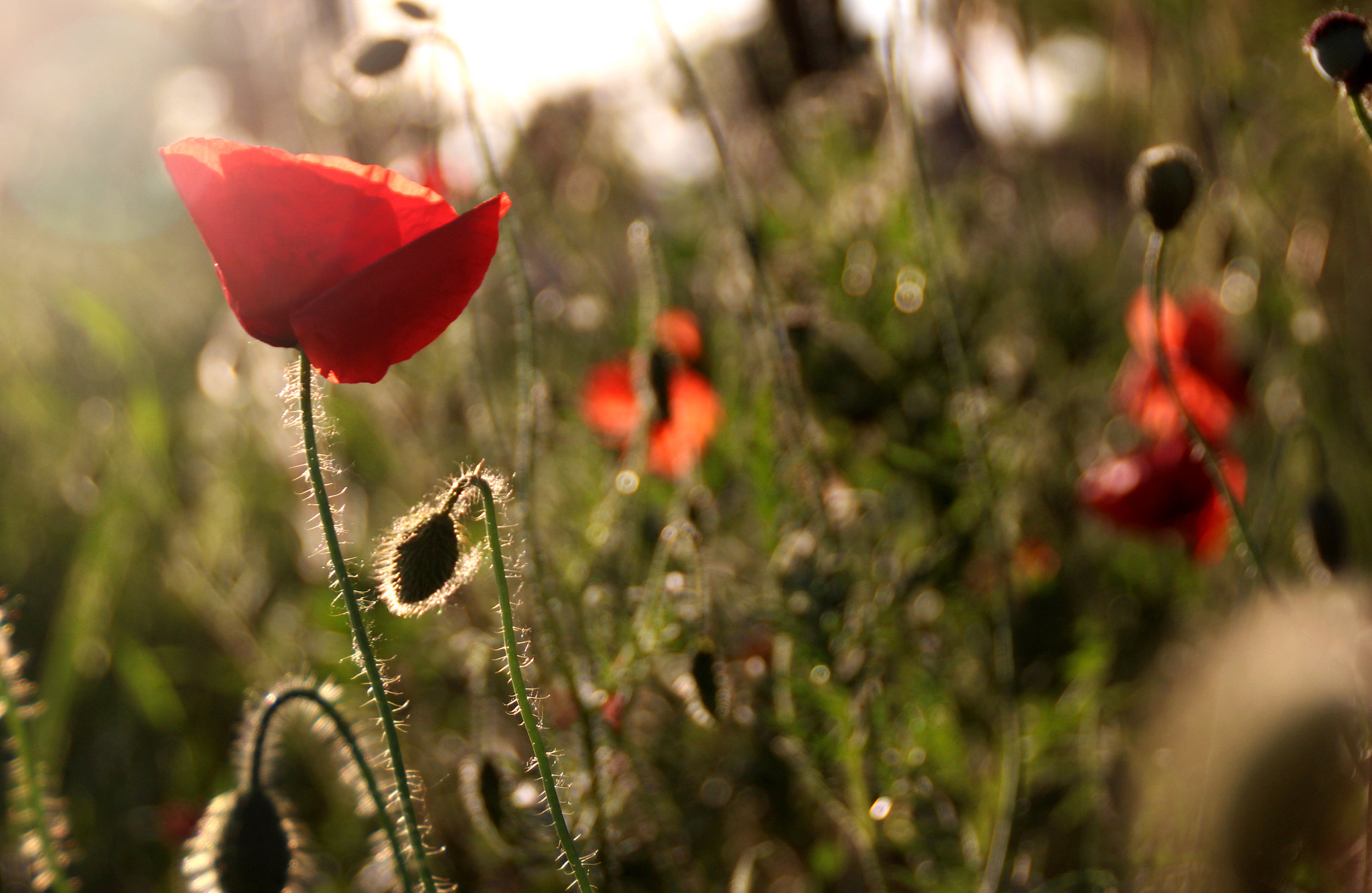 Canon EOS 650D (EOS Rebel T4i / EOS Kiss X6i) sample photo. Love red... photography