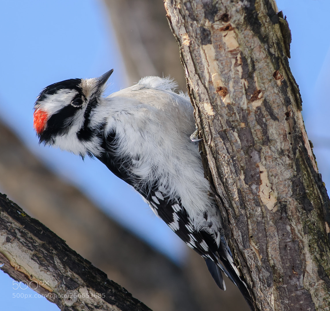 Nikon D300 sample photo. Hairy woodpecker photography