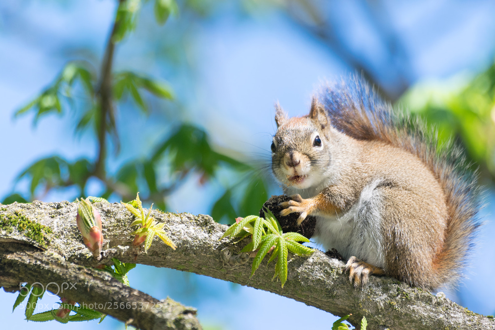 Nikon D3300 sample photo. Squirrel eating his breakfast photography