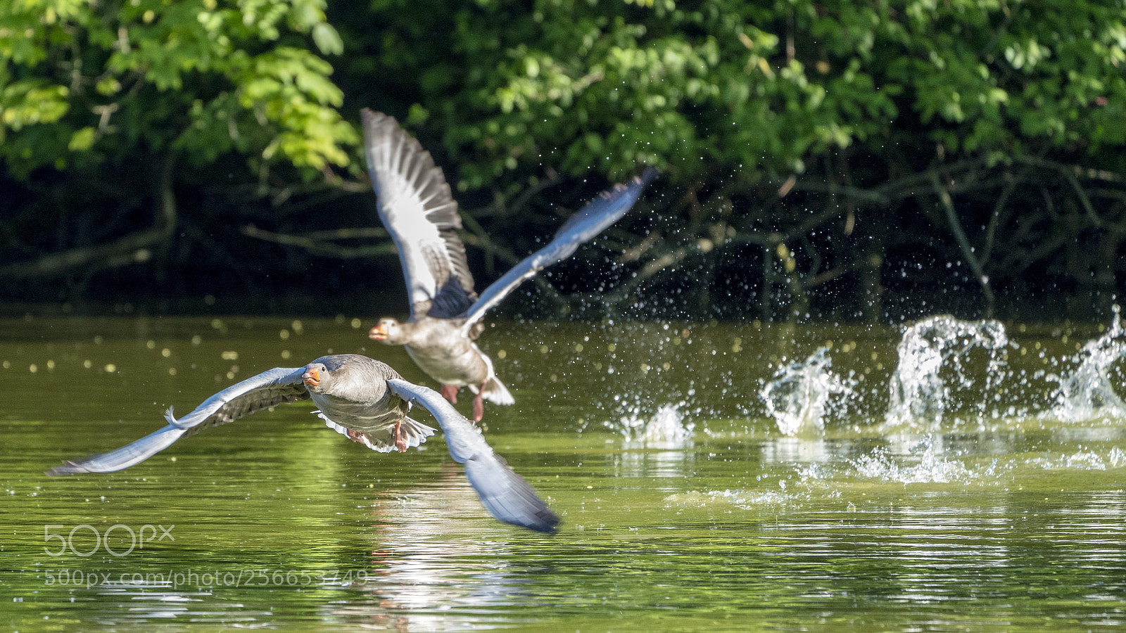 Sony a7R III sample photo. Flying geese photography