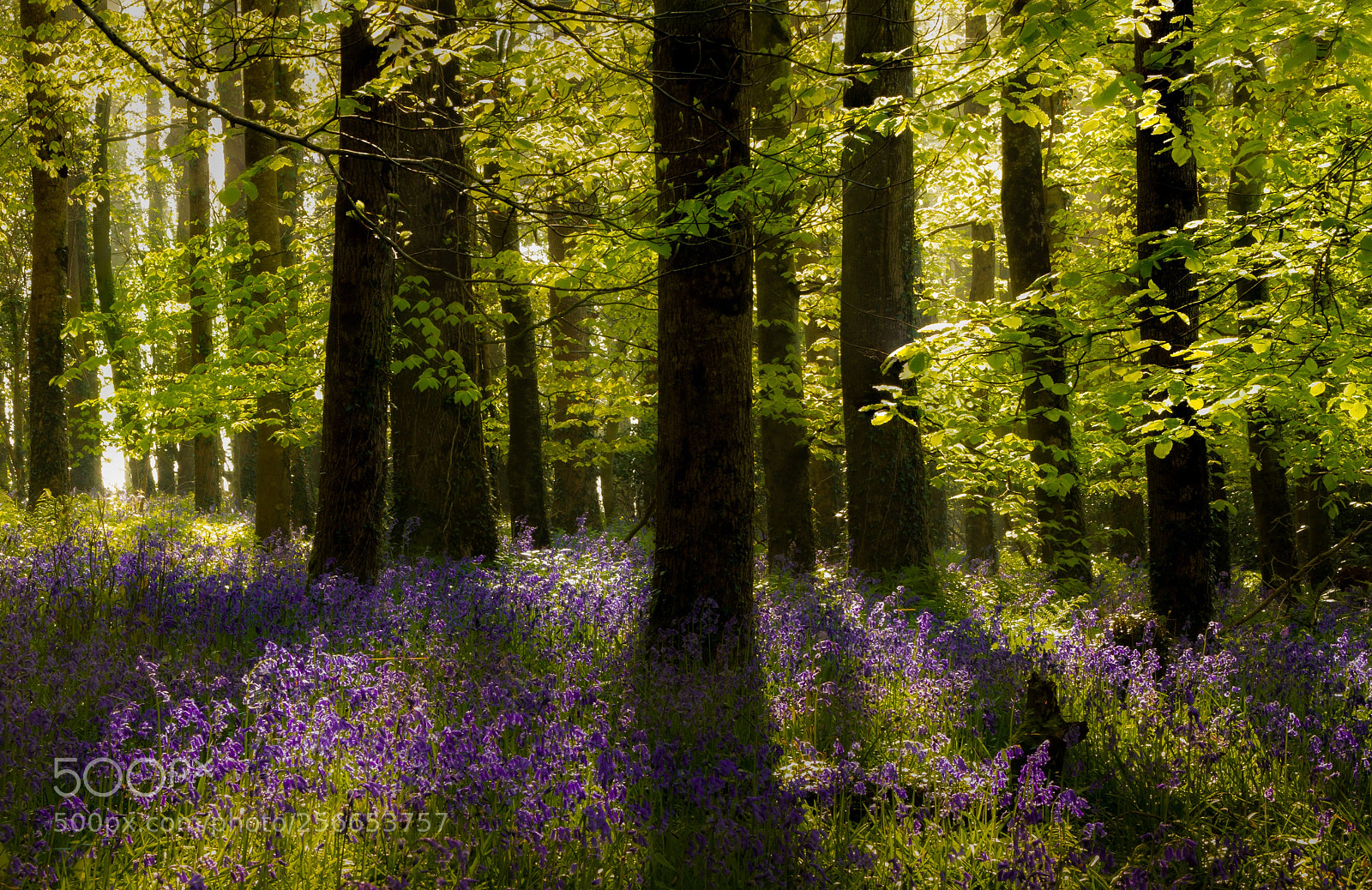 Canon EOS 70D sample photo. Shobrooke bluebells photography
