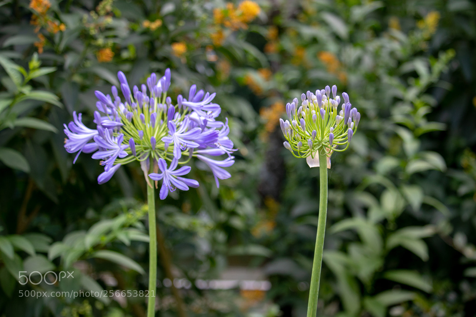Canon EOS 77D (EOS 9000D / EOS 770D) sample photo. Purple and orange flowers photography