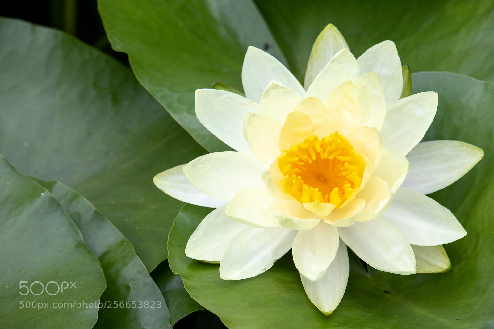 Canon EOS 77D (EOS 9000D / EOS 770D) sample photo. Yellow blossom in lily photography