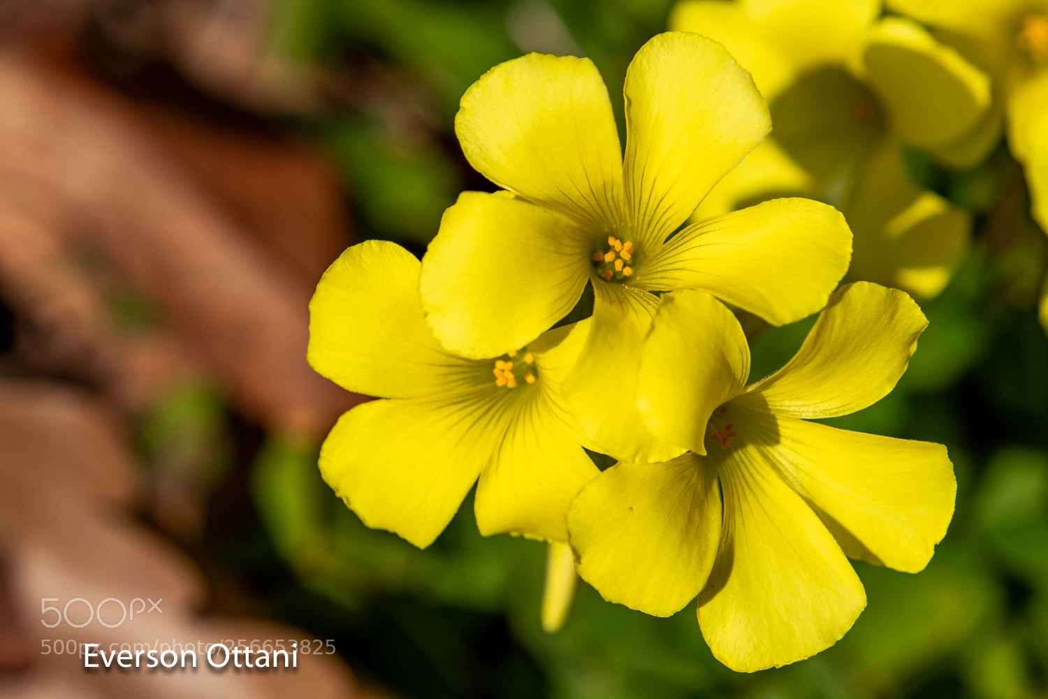 Nikon D500 sample photo. Petals photography
