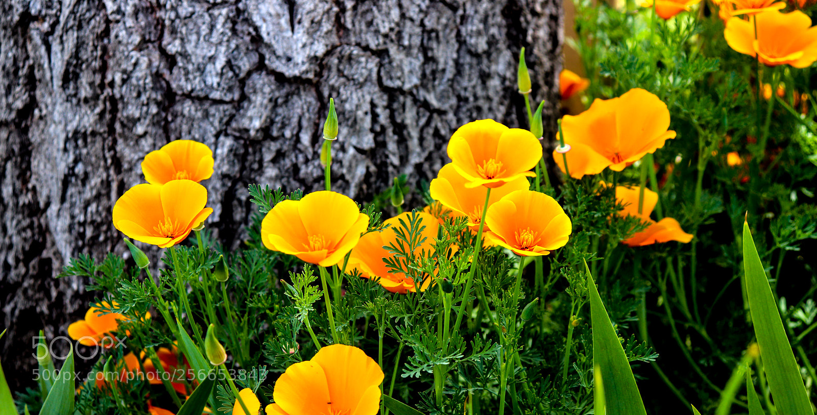 Canon EOS 800D (EOS Rebel T7i / EOS Kiss X9i) sample photo. Santa margarita poppy photography