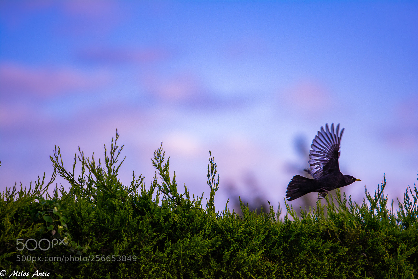 Nikon D7100 sample photo. Bird in flight photography