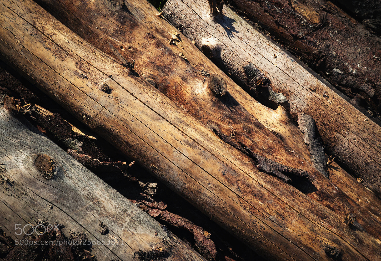 Nikon D5500 sample photo. Dry tree trunks on photography