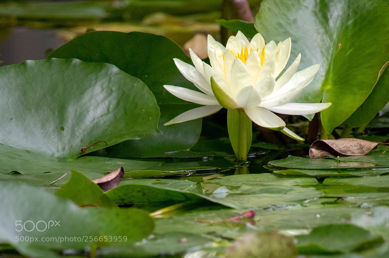 Canon EOS 77D (EOS 9000D / EOS 770D) sample photo. Yellow flower in lily photography