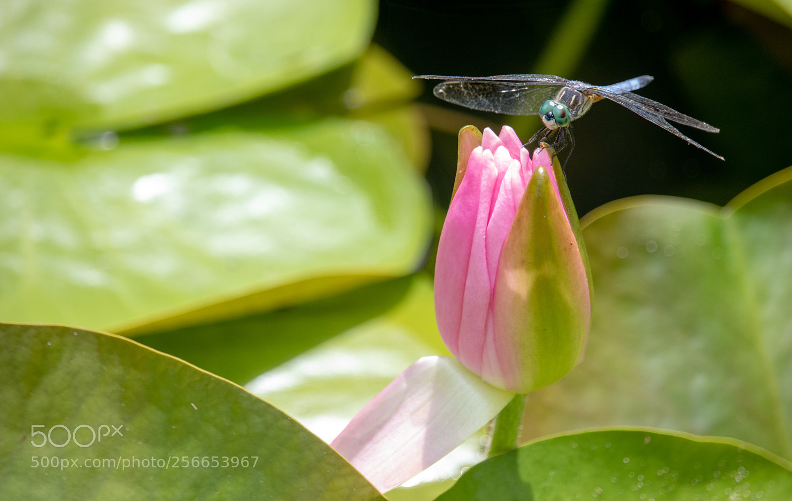 Canon EOS 77D (EOS 9000D / EOS 770D) sample photo. Pink flower in lily photography