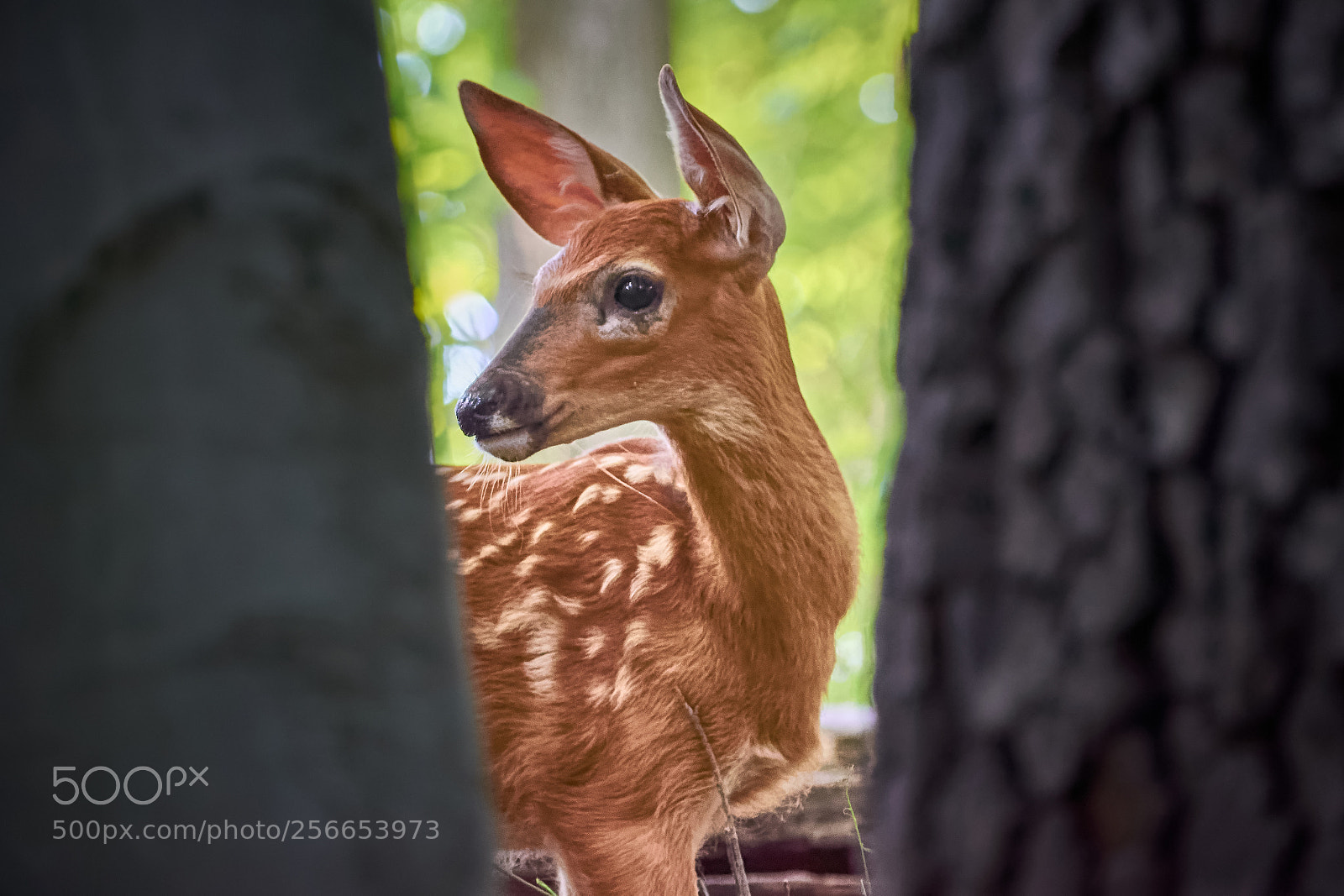 Nikon D3300 sample photo. Fawn photography