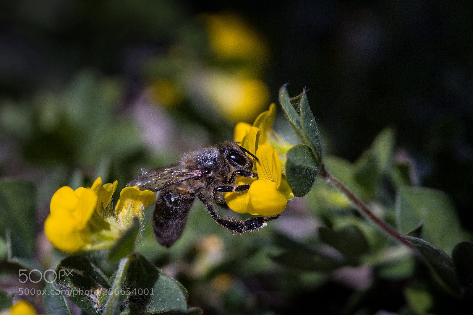 Canon EOS 100D (EOS Rebel SL1 / EOS Kiss X7) sample photo. Macro bee photography
