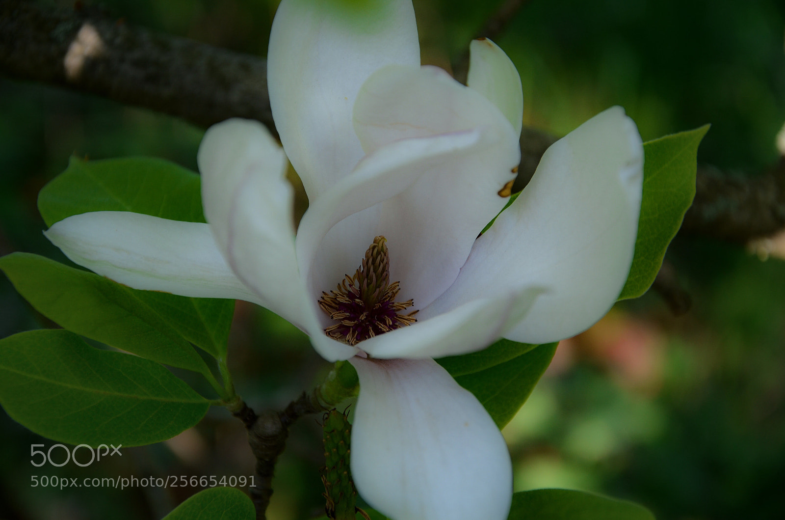 Nikon D7000 sample photo. White magnolia  photography