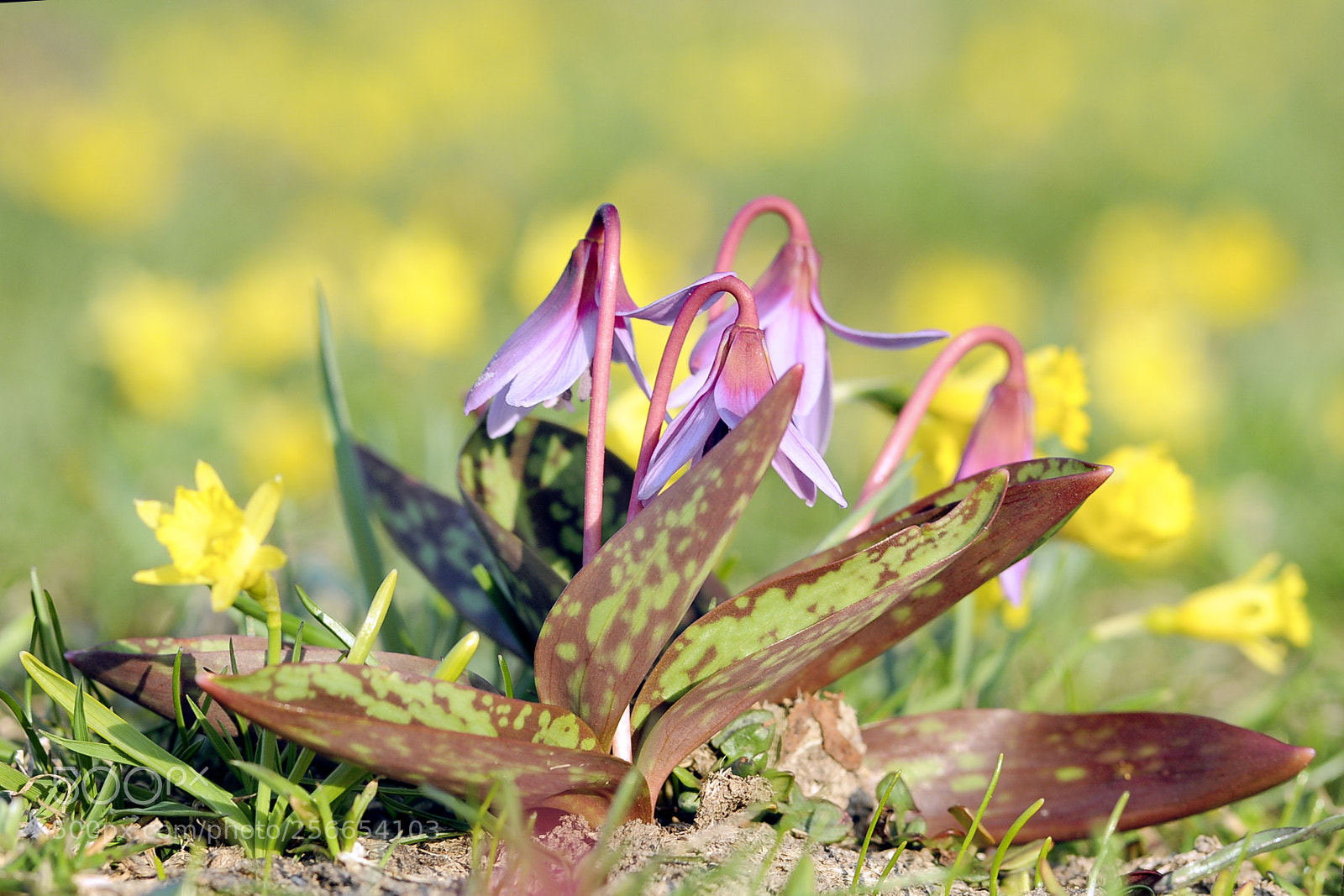 Nikon D300S sample photo. Erythronium dens-canis photography