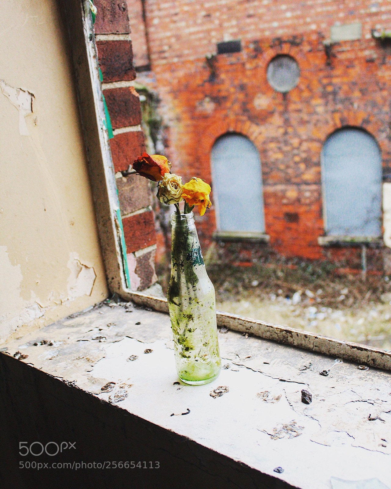 Canon EOS 1300D (EOS Rebel T6 / EOS Kiss X80) sample photo. Beauty & decay photography