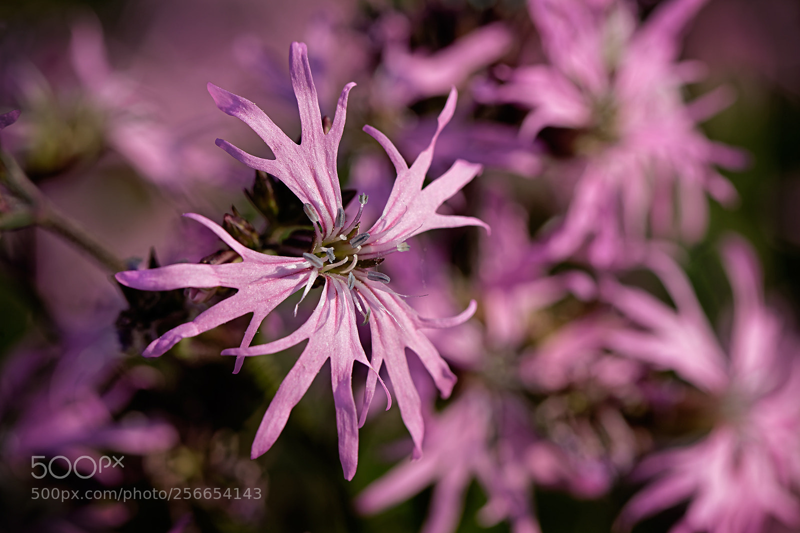 Canon EOS 7D Mark II sample photo. Dxo photography