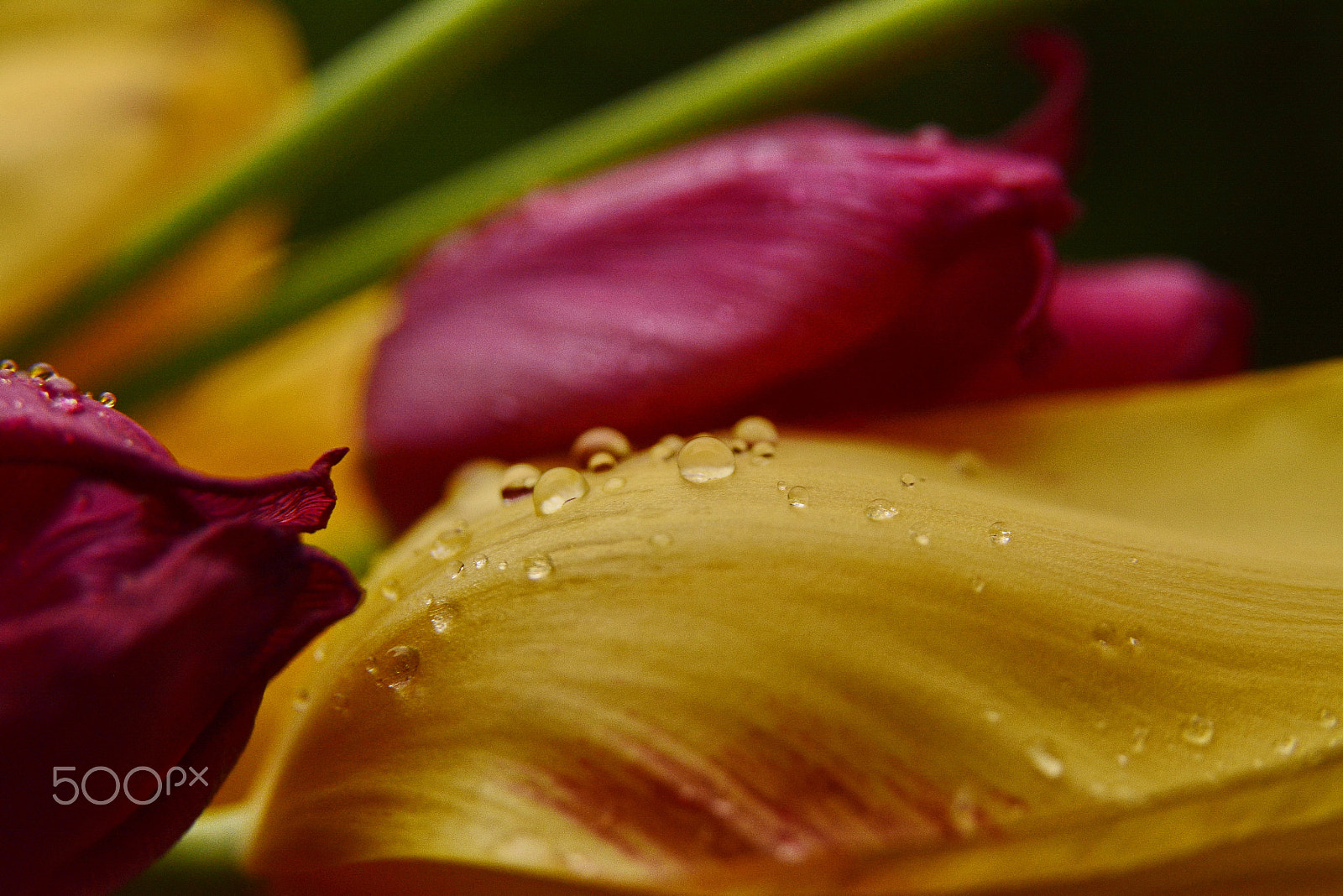 Sigma 17-50mm F2.8 EX DC OS HSM sample photo. Floral photography