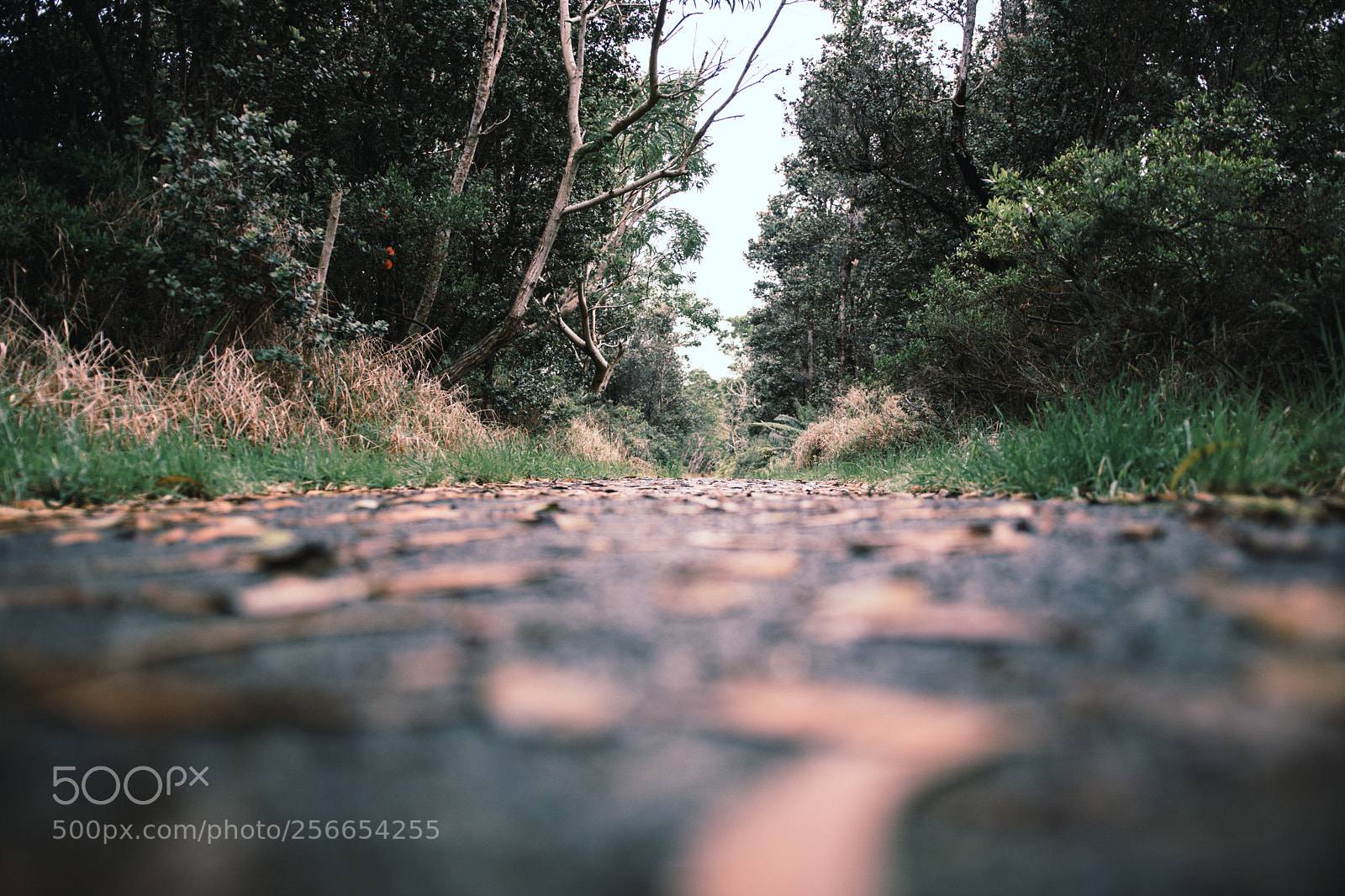 Sony a6300 sample photo. Natures walk photography