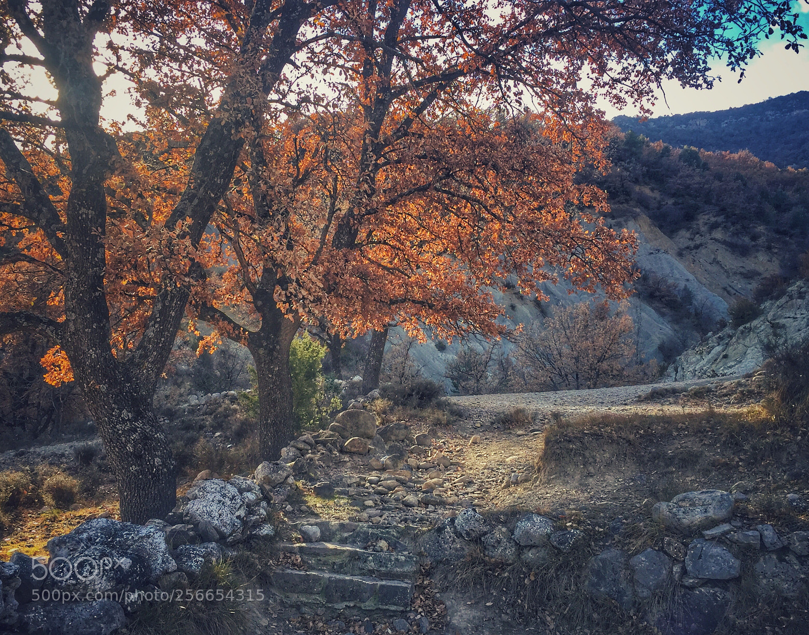 Apple iPhone 6 sample photo. Otoño photography