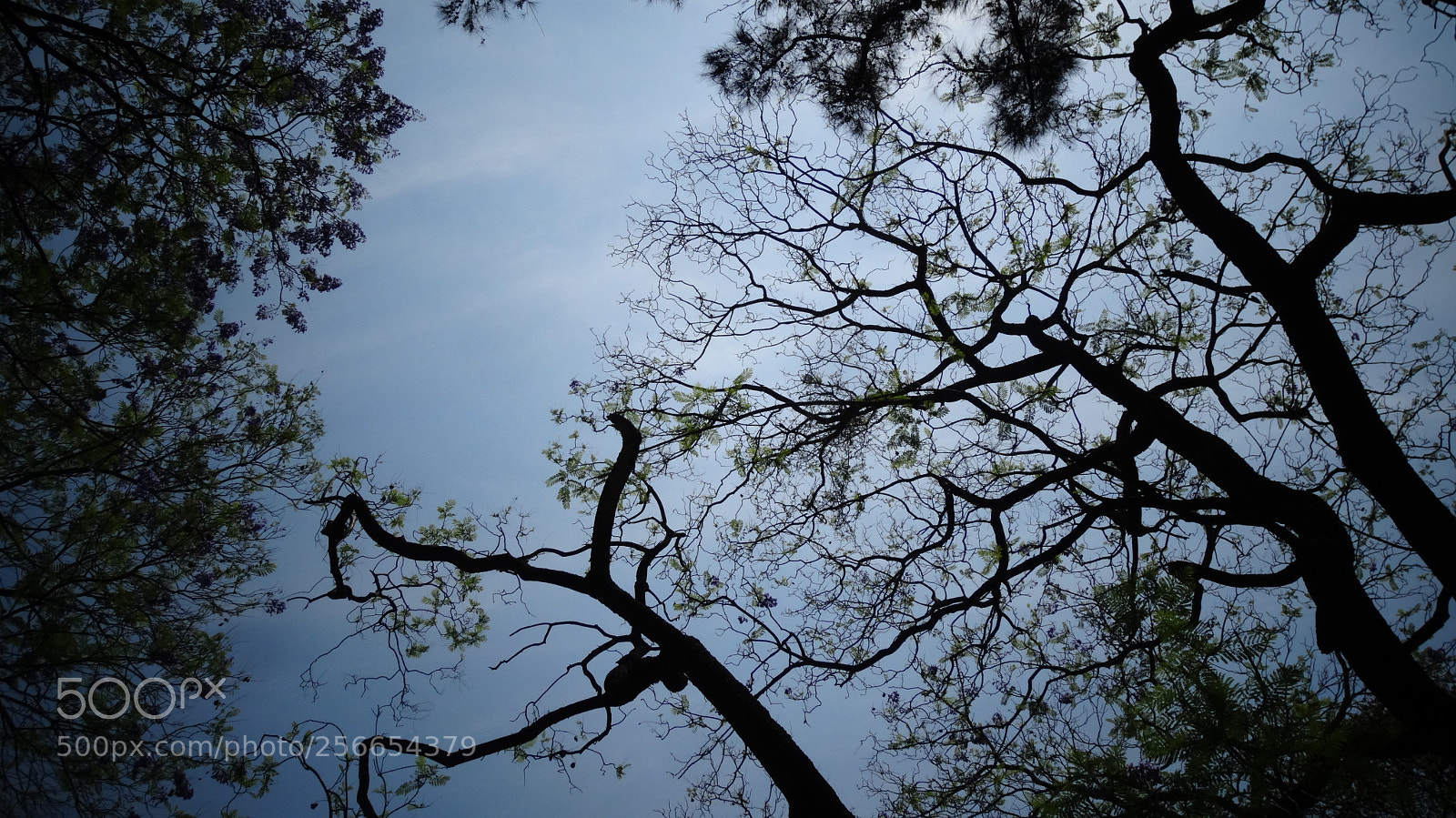 Sony Cyber-shot DSC-HX20V sample photo. Blue sky photography