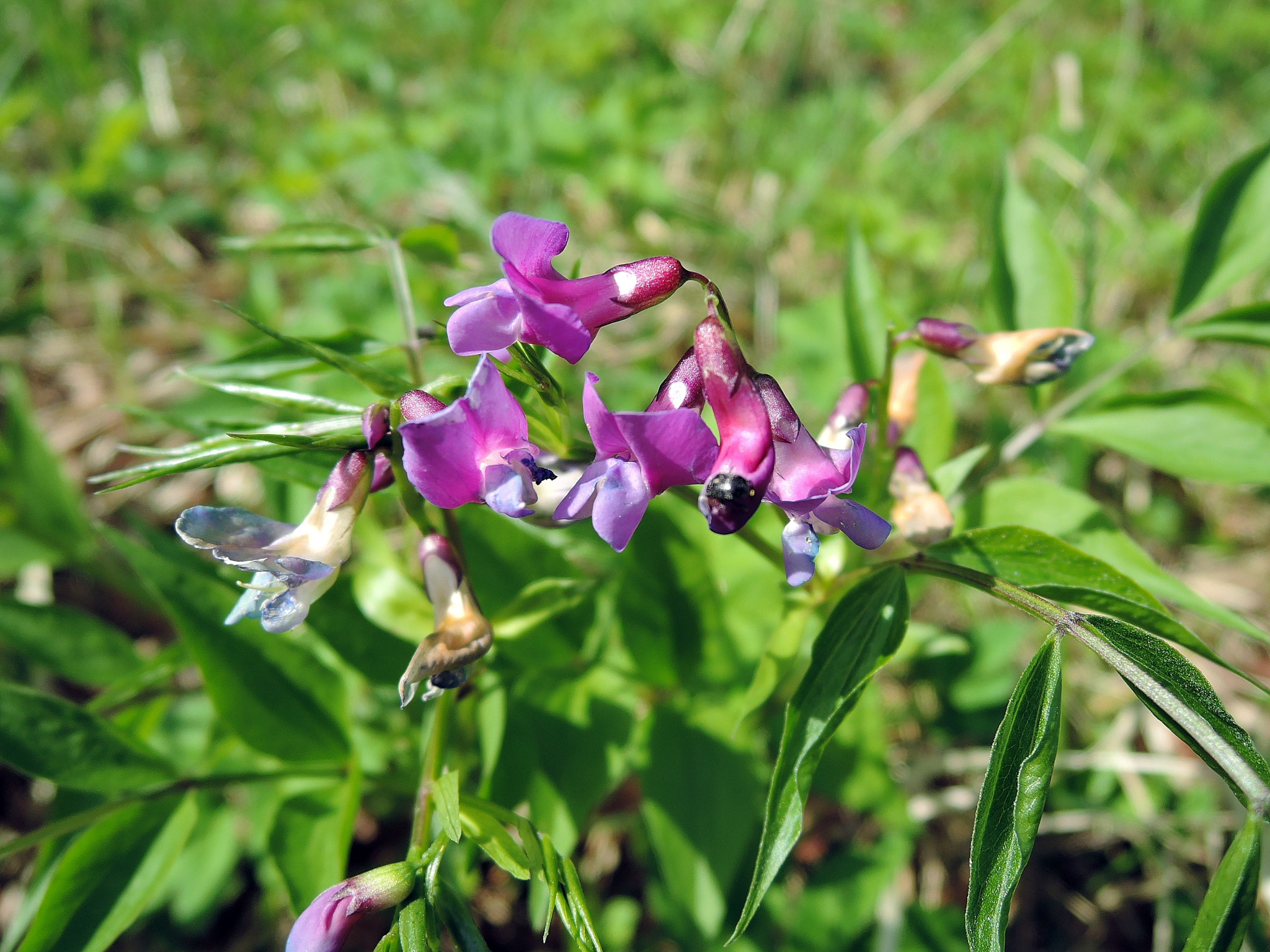 Nikon Coolpix P340 sample photo. Lathyrus vernus photography