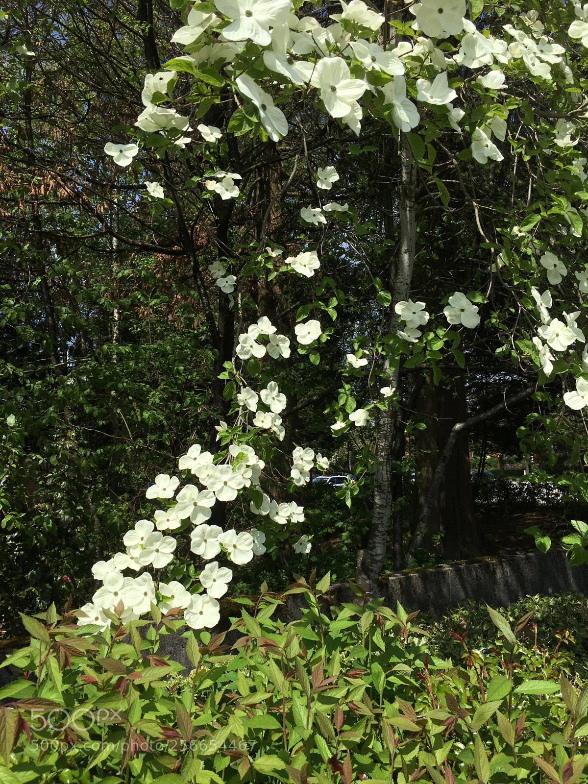 Apple iPhone 6s sample photo. Magnolia photography