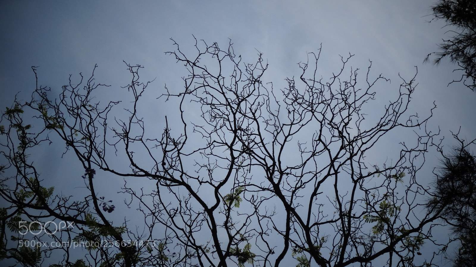 Sony Cyber-shot DSC-HX20V sample photo. Crecimiento photography
