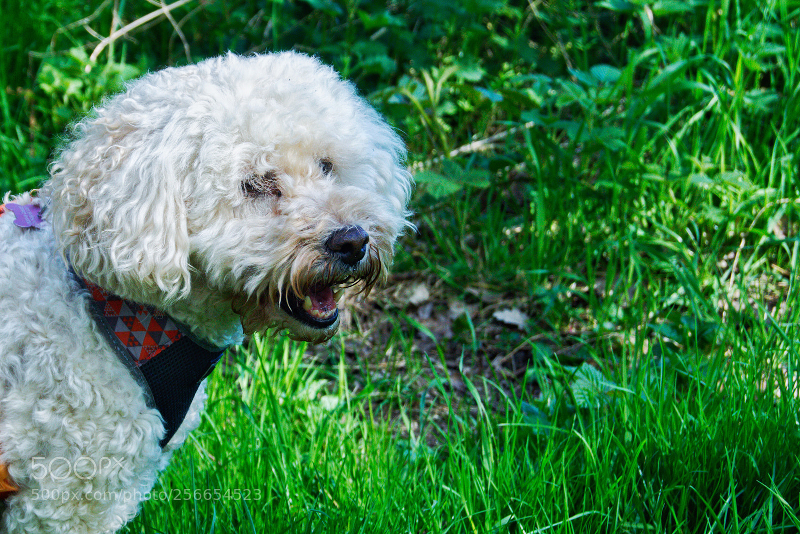 Sony SLT-A65 (SLT-A65V) sample photo. Bailey photography