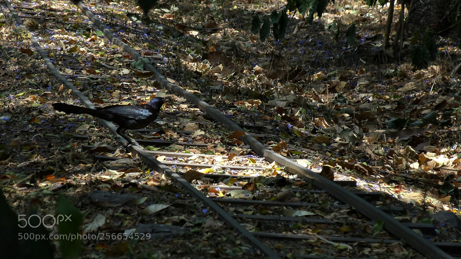 Sony Cyber-shot DSC-HX20V sample photo. Blackbird photography