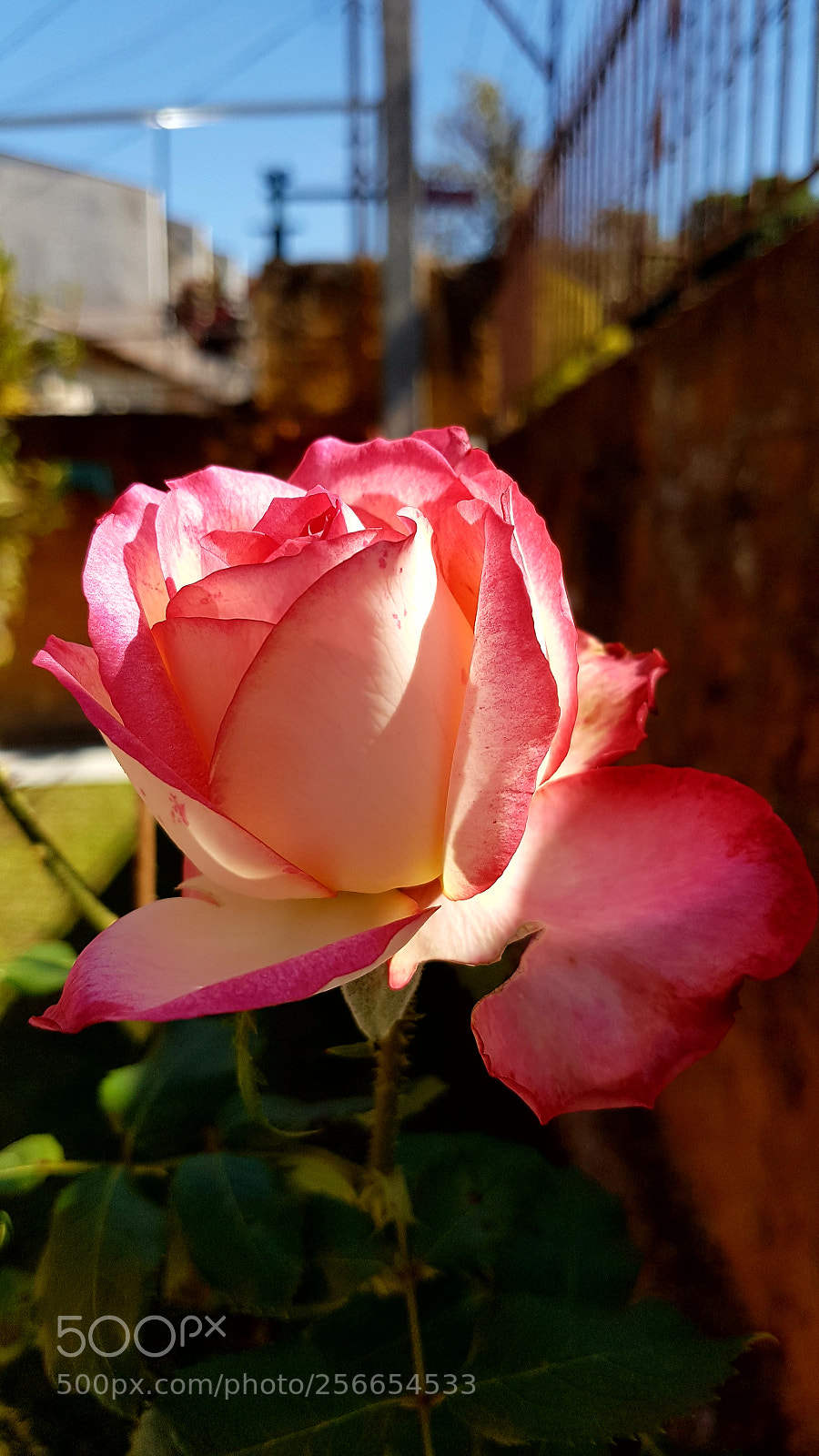 Samsung Galaxy S7 sample photo. Untitled photography
