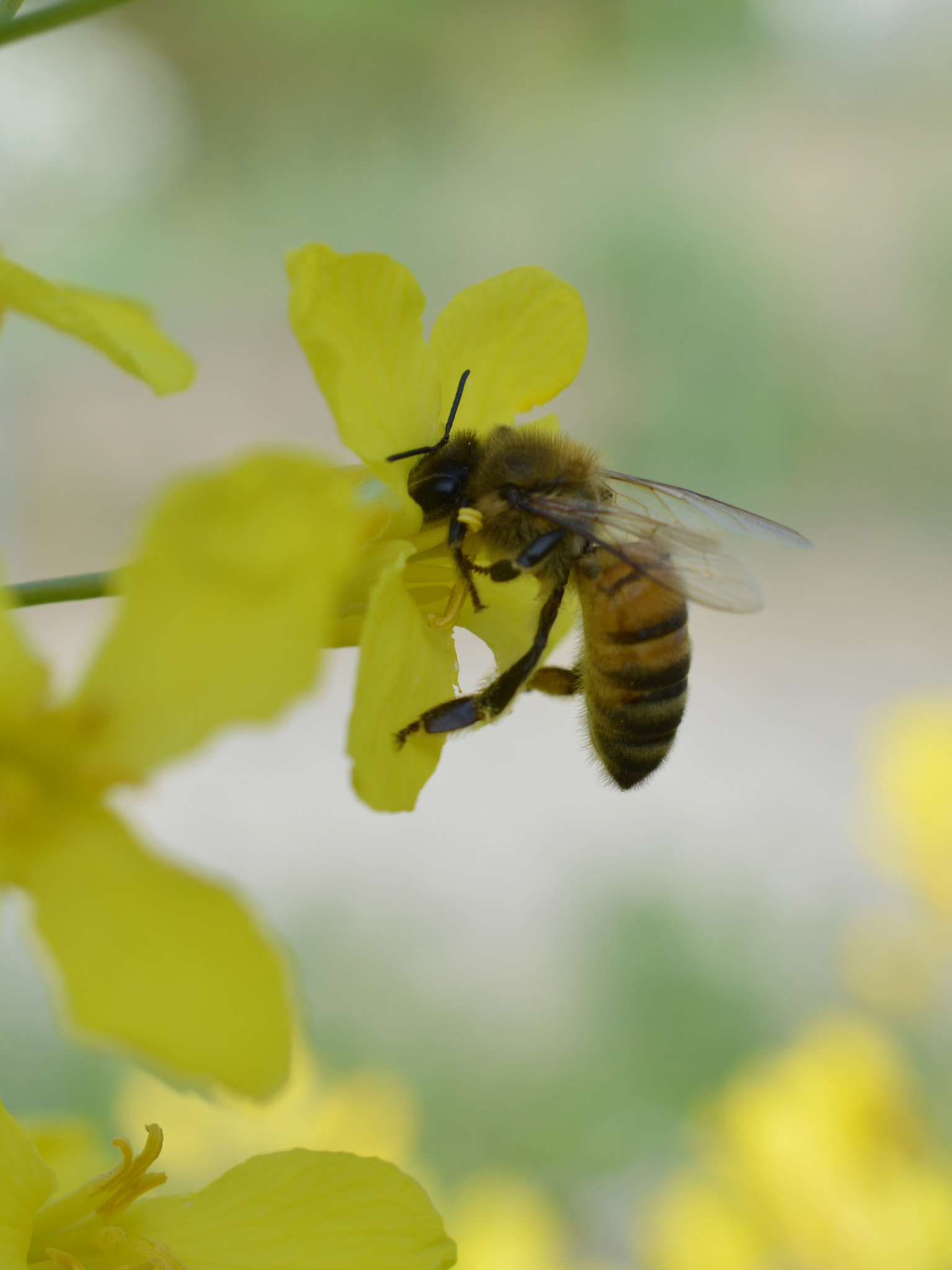 Nikon AF-S DX Micro Nikkor 40mm F2.8 sample photo. Honey-bee close up collecting nectar photography