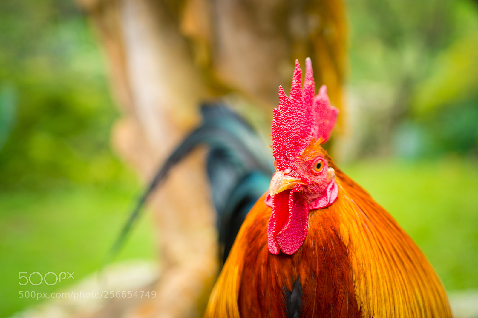 Sony a6300 sample photo. Rooster photography