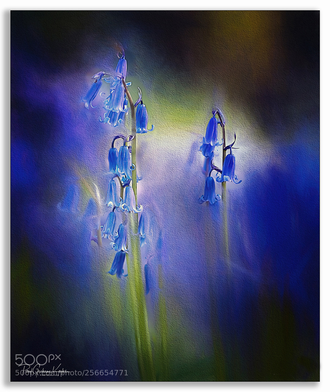 Fujifilm X-T2 sample photo. Bluebell rhapsody .... photography