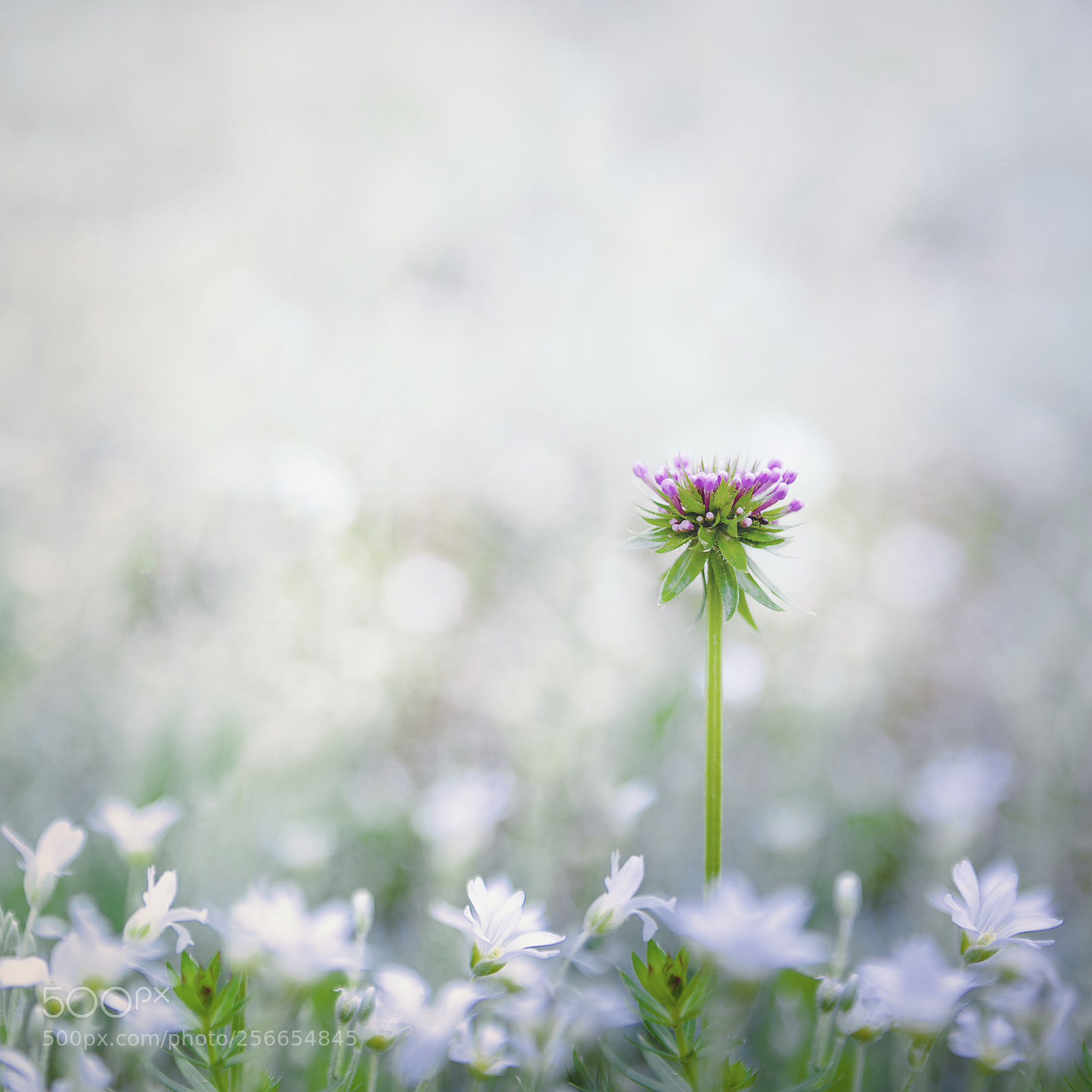 Nikon D600 sample photo. Spring garden photography